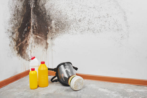 Reliable San Lorenzo, CA Mold Removal Solutions