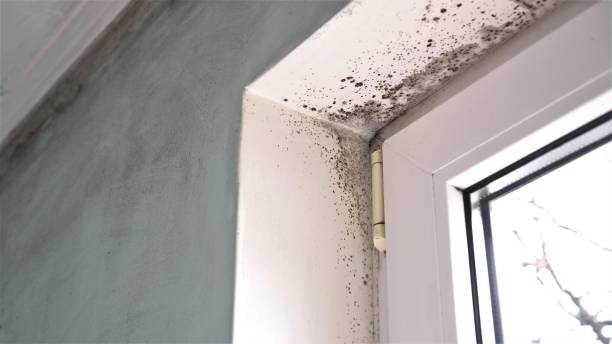 Best Mold Testing  in San Lorenzo, CA