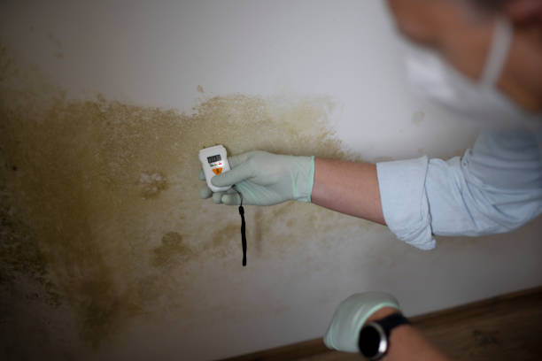 Best Black Mold Removal  in San Lorenzo, CA