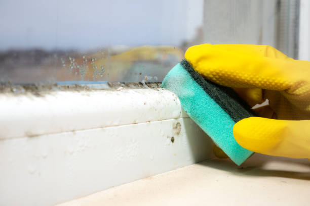Best Certified Mold Removal  in San Lorenzo, CA