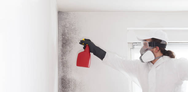 Best Attic Mold Removal  in San Lorenzo, CA