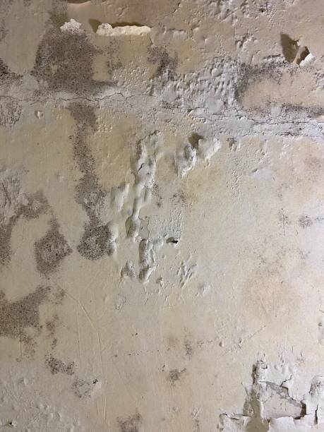 Best Commercial Mold Removal  in San Lorenzo, CA