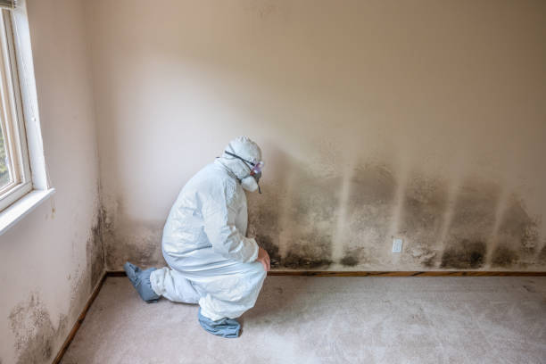 Best Office Mold Removal Services  in San Lorenzo, CA
