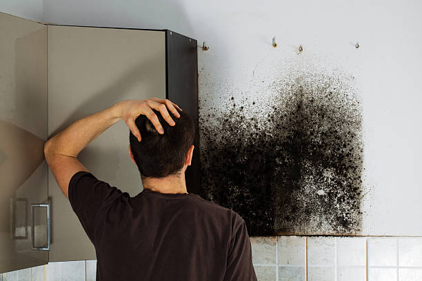 Best Mold Removal Process  in San Lorenzo, CA