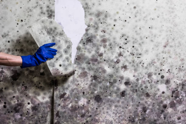 Best Mold Damage Repair  in San Lorenzo, CA