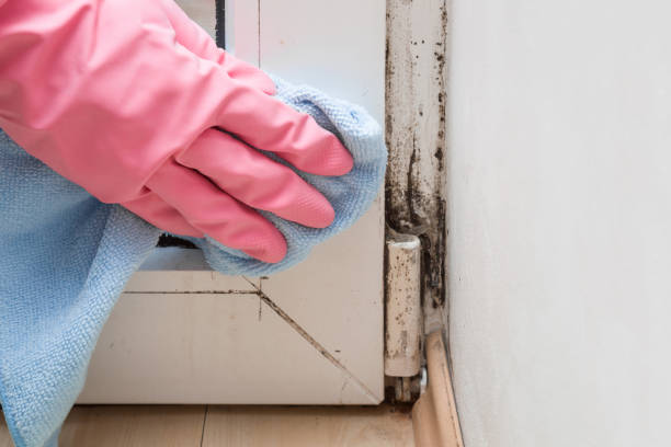 Best Mold Testing  in San Lorenzo, CA